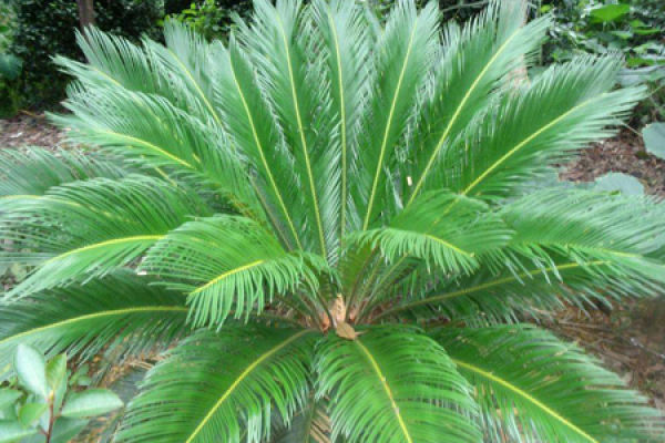 Cycas