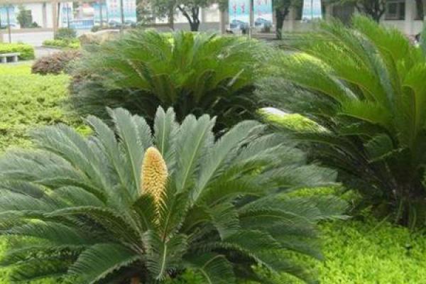 Cycas