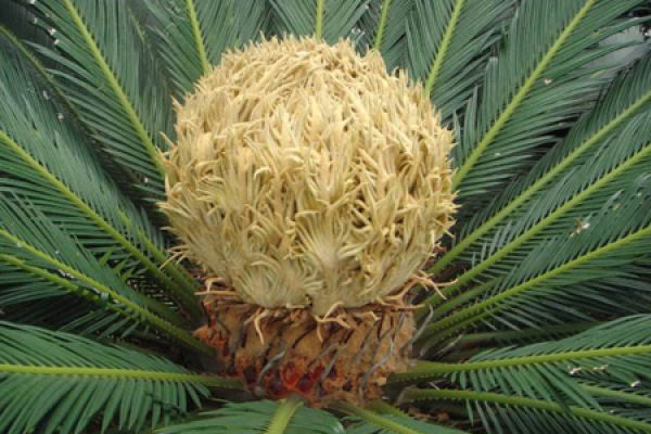 Cycas revoluta