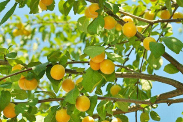 apricot