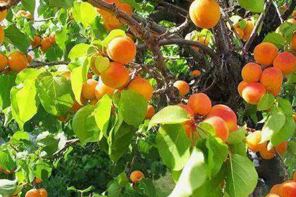 apricot