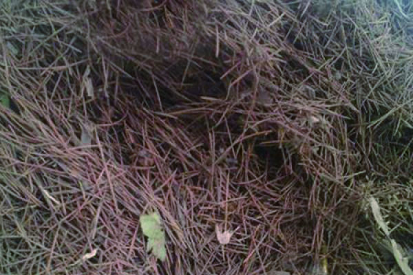 pine needles