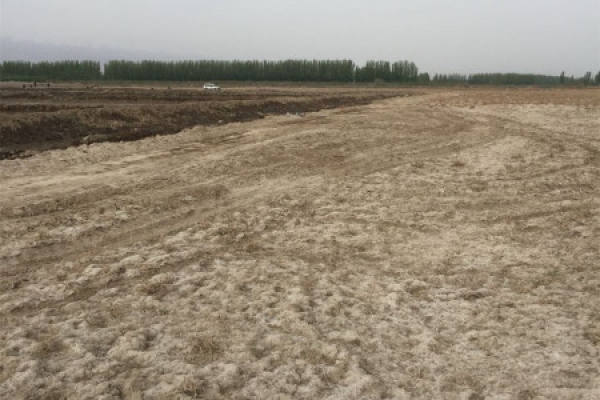 saline alkali soil