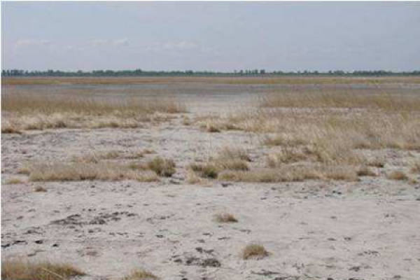 Saline-alkali soil