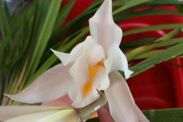 exclusive spring