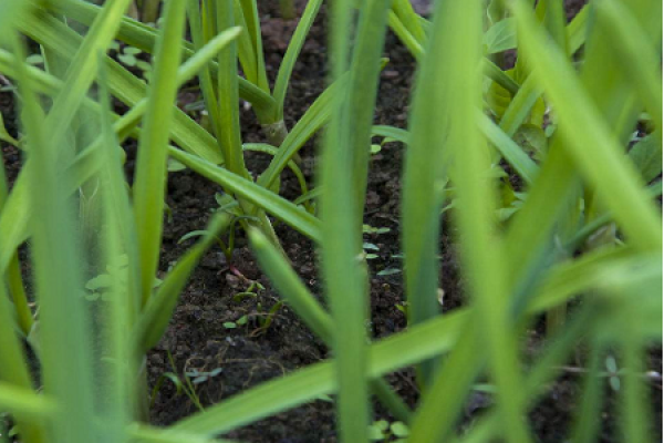 Garlic