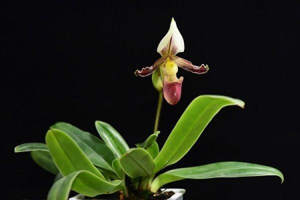 Cymbidium