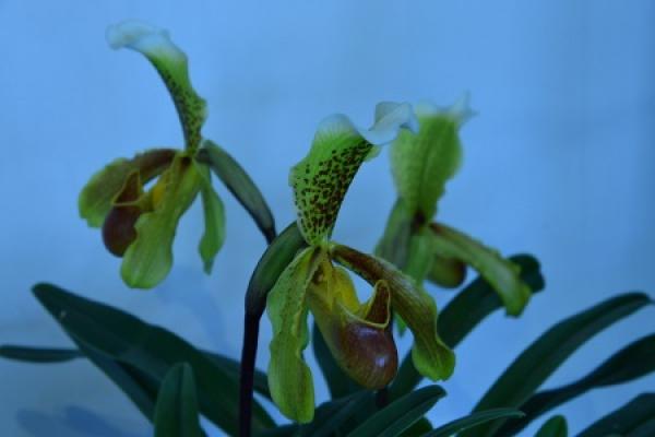 Paphiopedilum