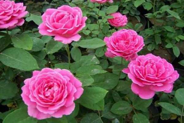 rose