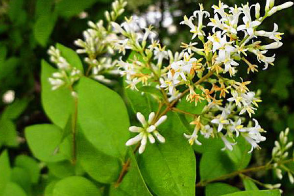 Ligustrum lucidum