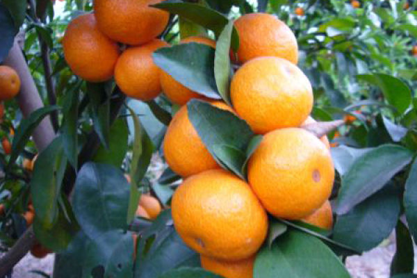 sugar orange