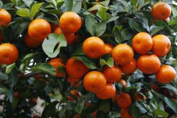 sugar orange