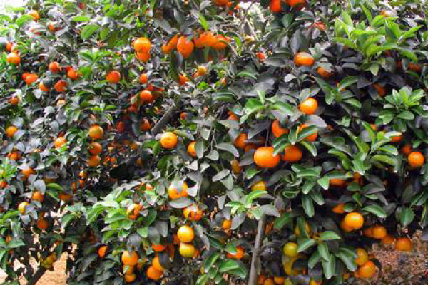 Small Tangerine