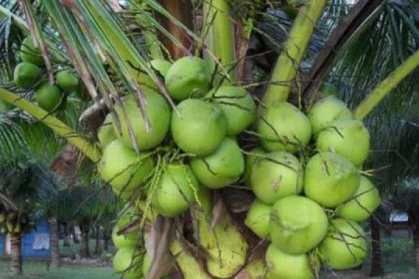 coconut