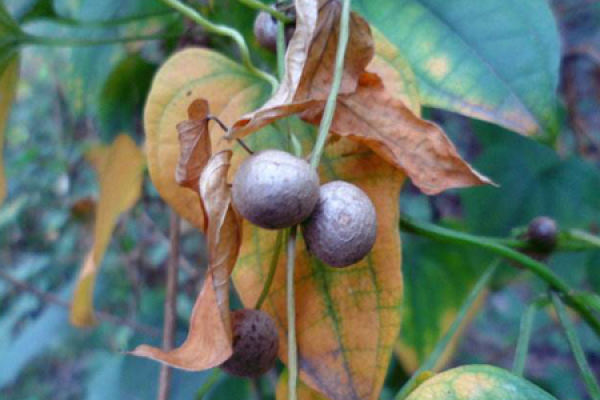Wild Yam