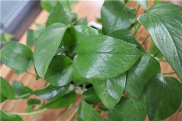 leaf