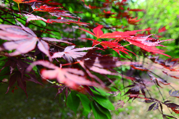 green leaves
