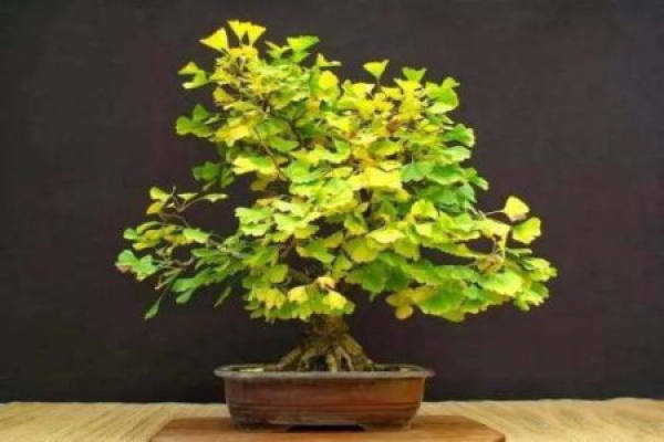 Ginkgo