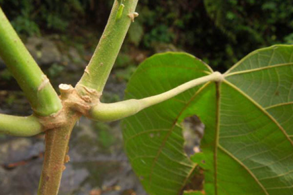 petiole