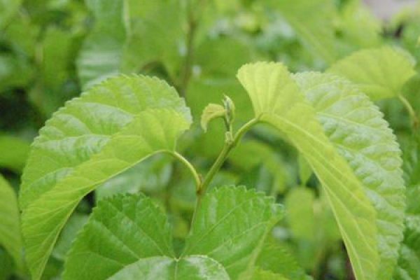 petiole
