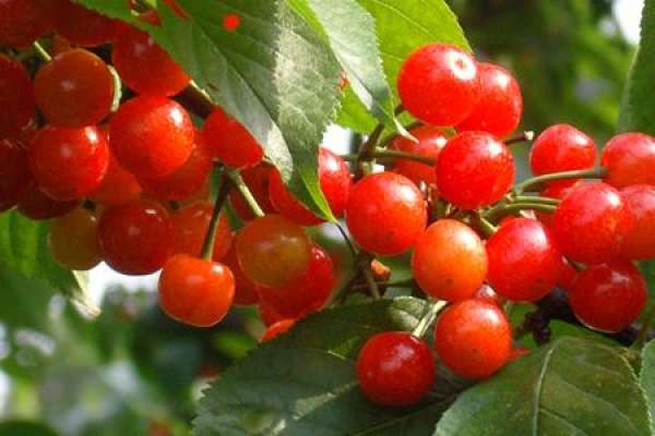 Cherry