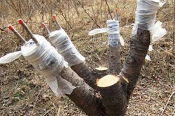 Nanking cherry grafting