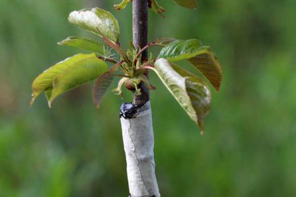 Nanking cherry grafting