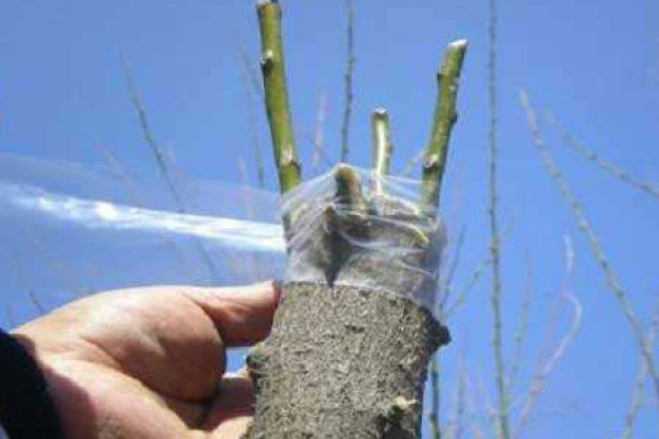 Cherry Grafting