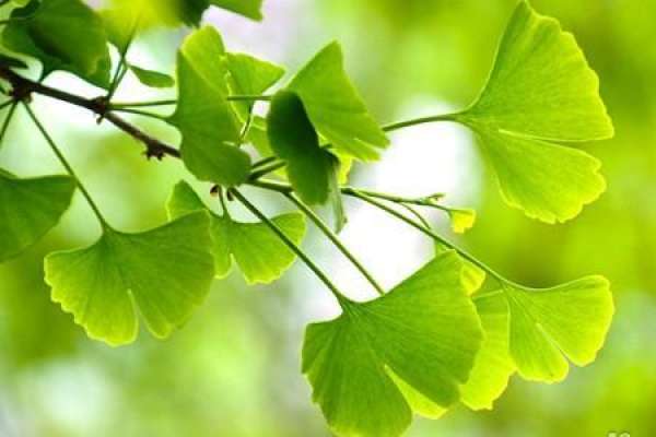 ginkgo