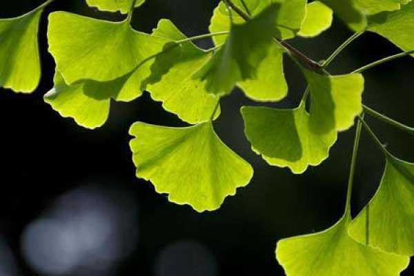 silver leaves