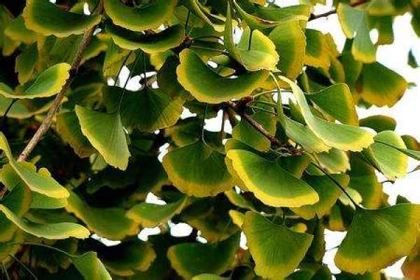 silver leaves