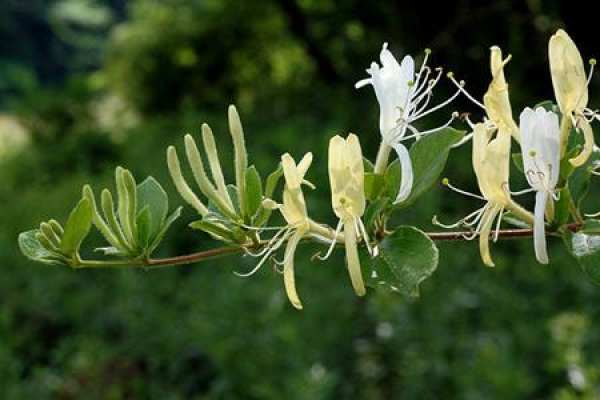 silver flower
