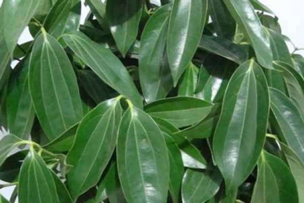 pine