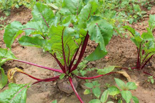Beet Root