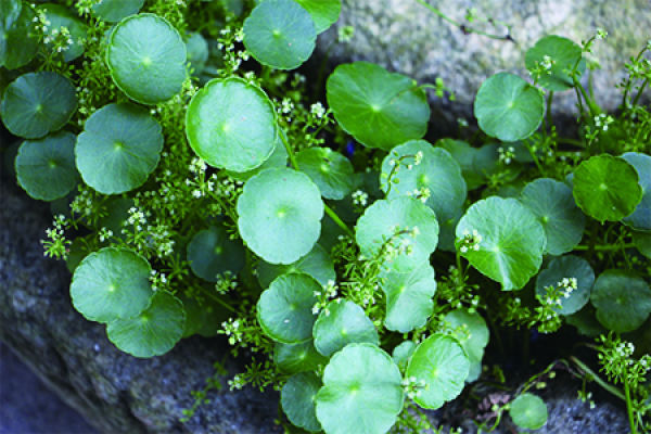 Herba Lysimachiae Christinae
