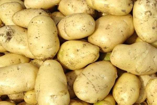 potato