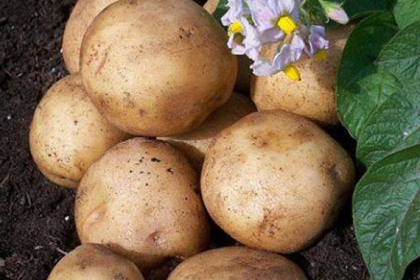 Potato