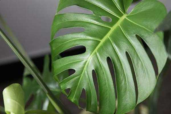Chlorophytum