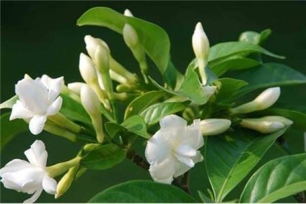 Gardenia