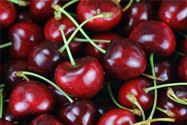 Nanking cherry