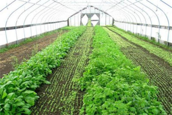 Greenhouse Vegetable Greenhouse Vegetable