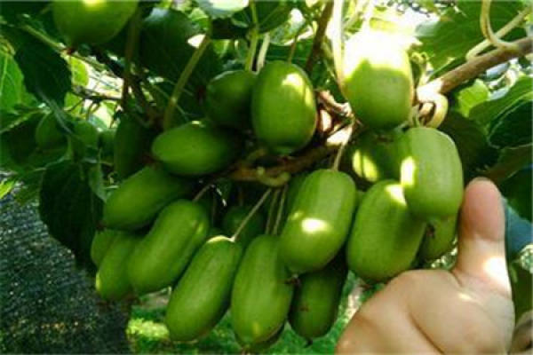 soft date kiwifruit