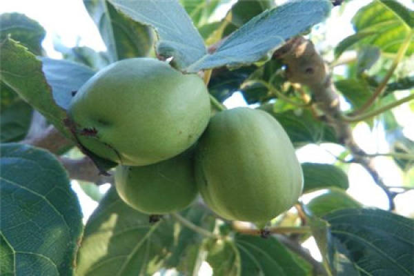 soft date kiwifruit