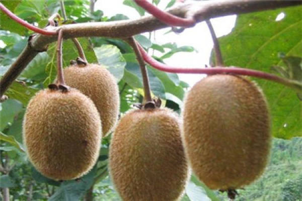 Kiwifruit