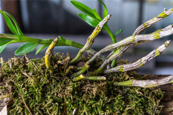 Dendrobium