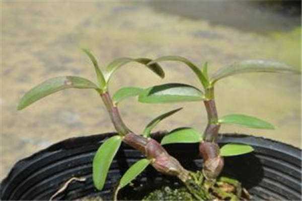 Herba Dendrobii