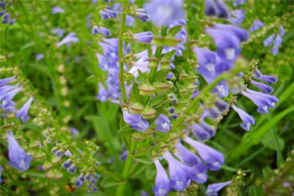 Scutellaria Scutellaria