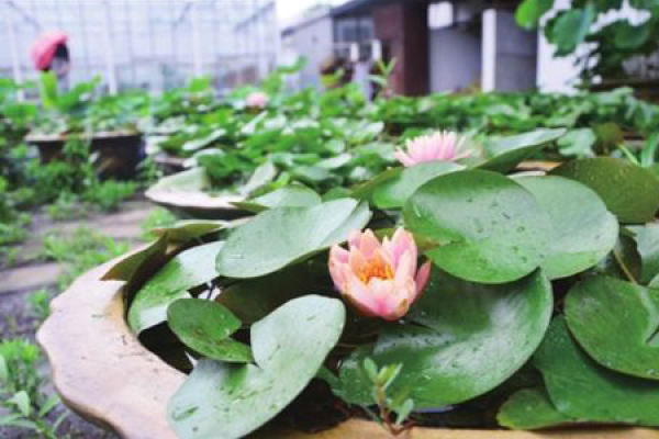 water lily