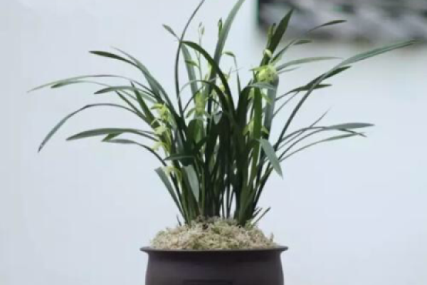 Orchid