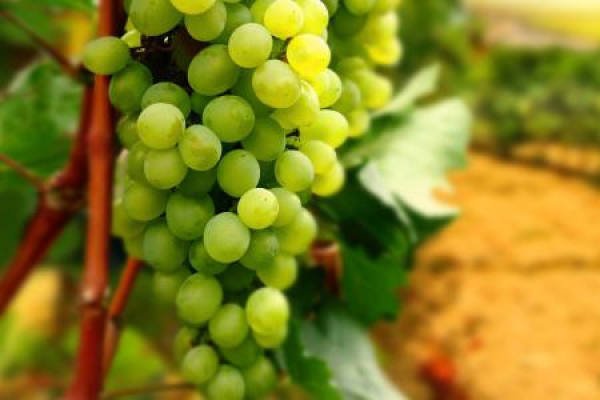 grape